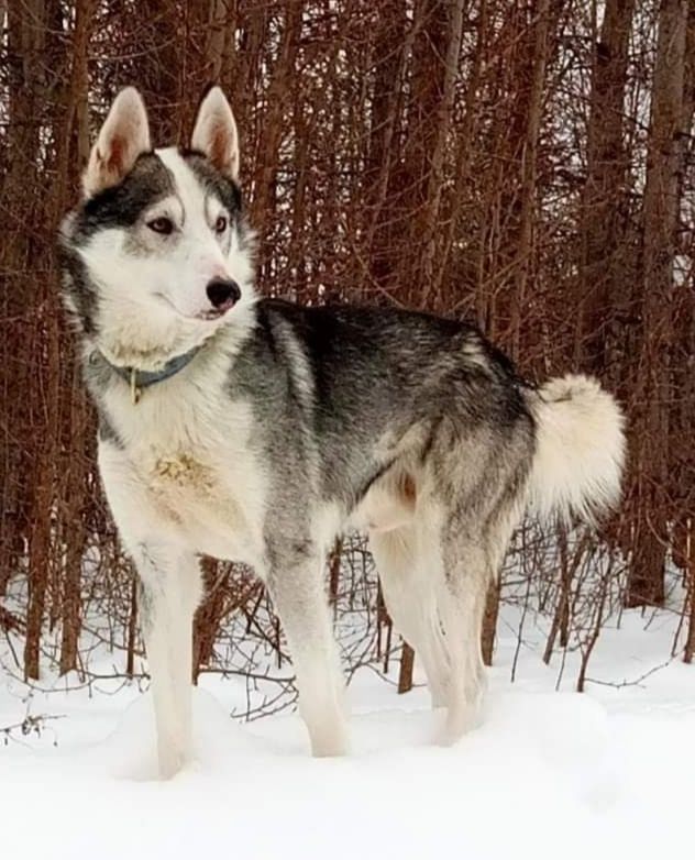 Photo of Il colle siberiano kennel’s Ice