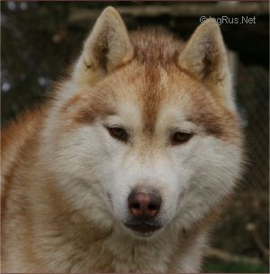 Photo of Unforgettable Golden Boy des Reves de Neige