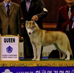 Photo of Top Gun’s INXS Choco Pie Winners Valley