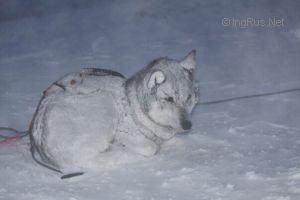 Photo of Snostormens Husky's Dixi