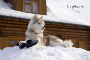 Photo of Vento Libero L'yuka Kalina Kai