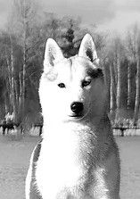 Photo of Dorati Siberians My Muse