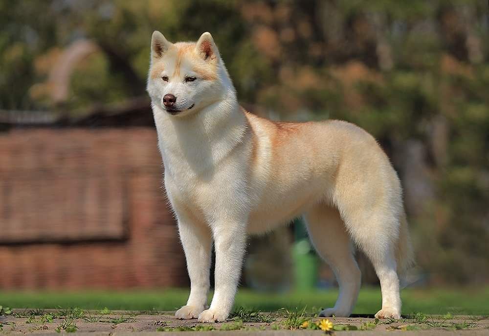 Photo of Taiga of Wolf Point