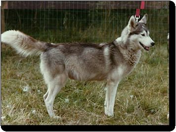 Photo of Emily Of Kolyma