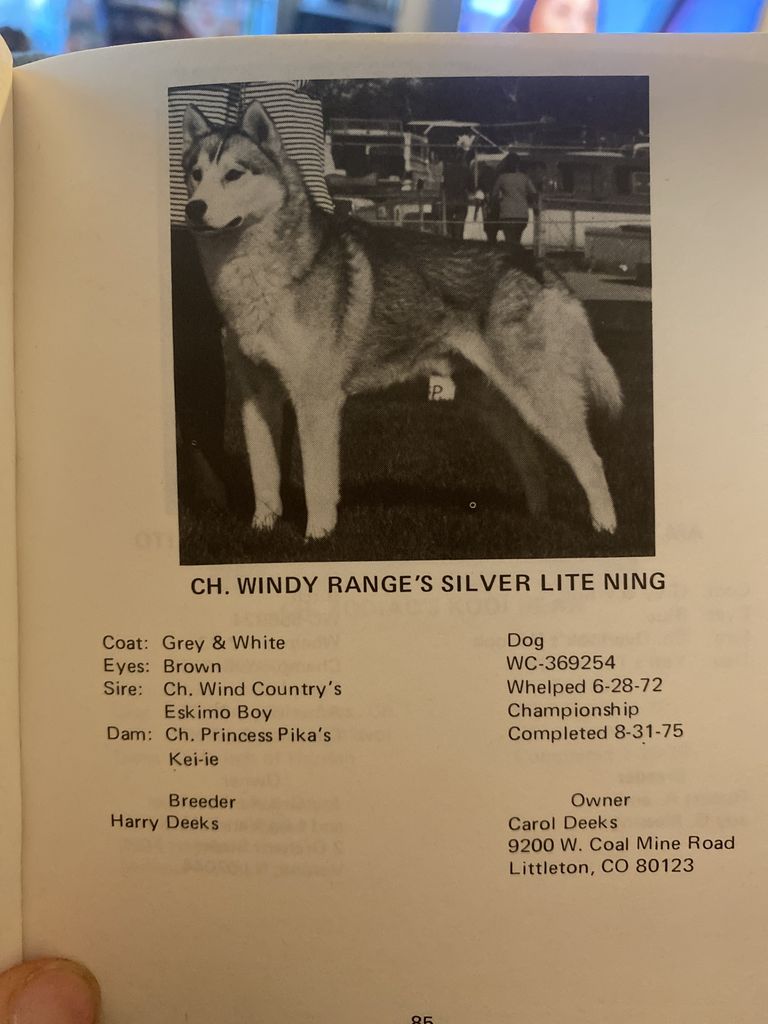 Photo of Windy Range’s Silver Lite Ning