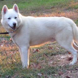 Photo of Arctic Illusion of Snow