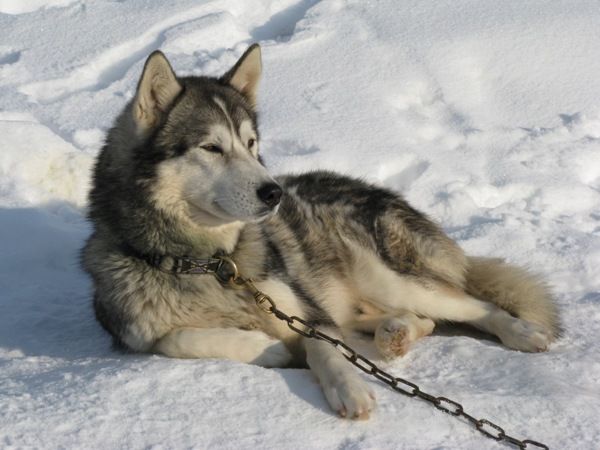 Photo of Anyok des Loups de la Toundra
