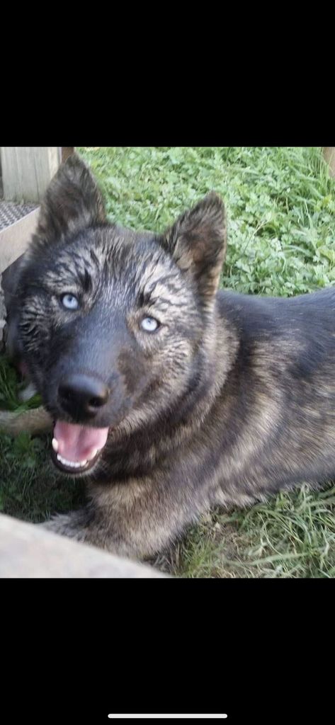 Photo of Ravyn Siren Ford