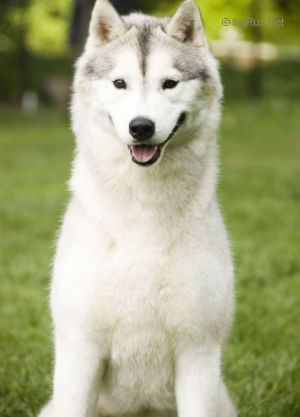 Photo of Husky Haven Happy Hattie Kiss