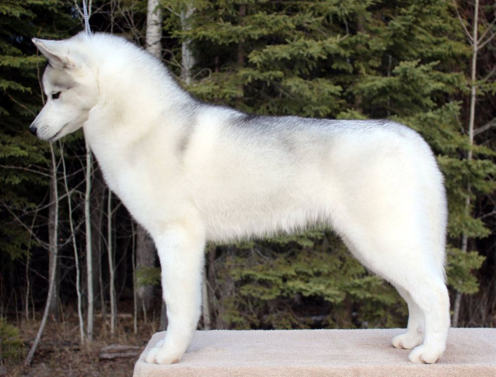 Photo of Nanook’s Flirting With Fire (AI)