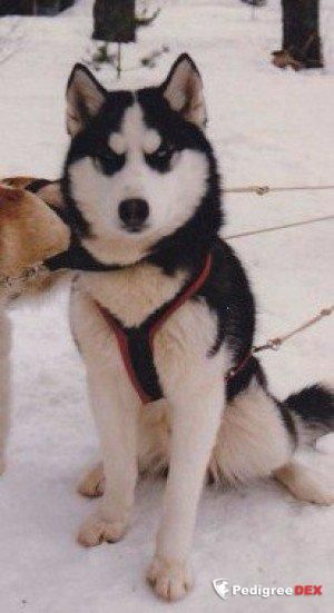 Photo of Luky Snow