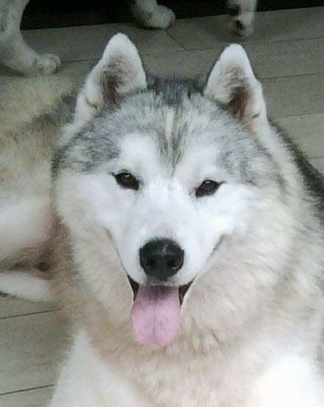 Photo of Karnovanda’s Lumiere Lui