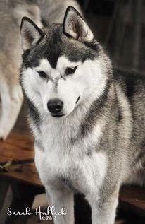 Photo of Karnovanda’s Desperado