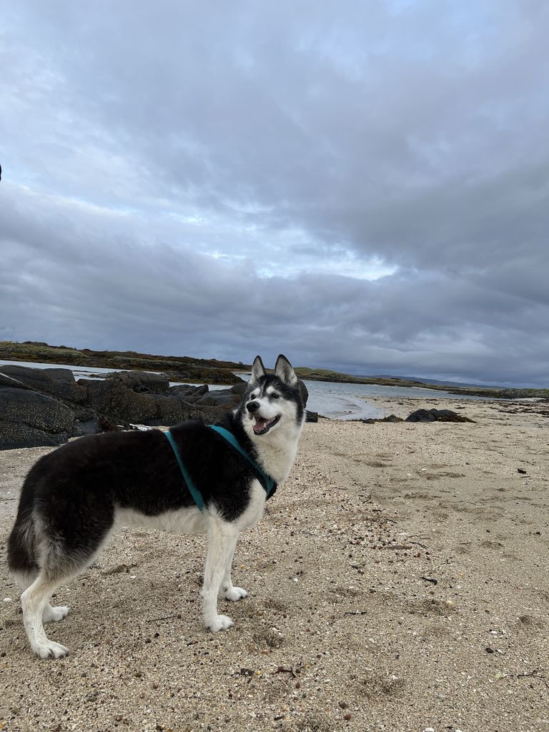 Photo of Zoox Innis Chonnel