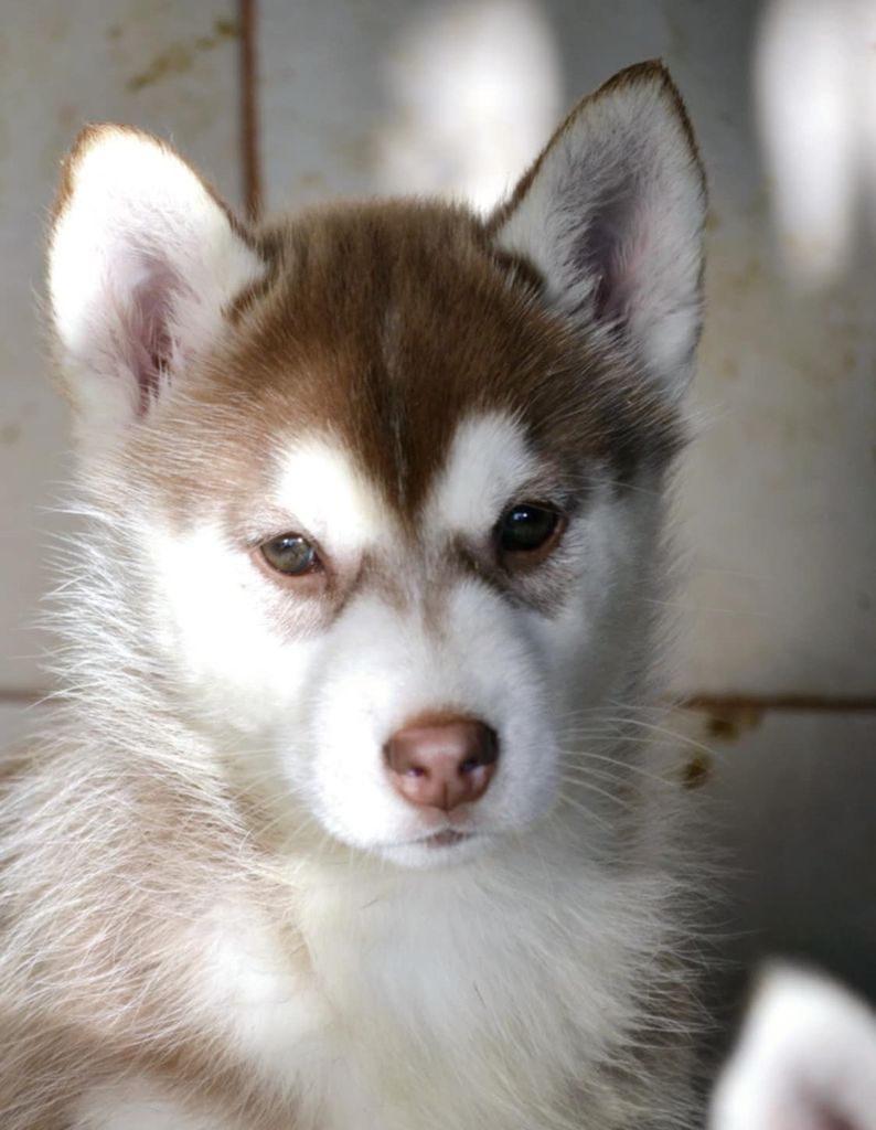 Photo of Brigimerci Supernova