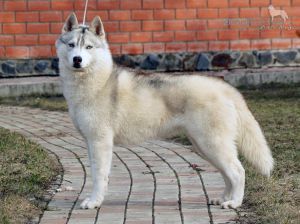 Photo of Arctic Magic Hollywood Beauty