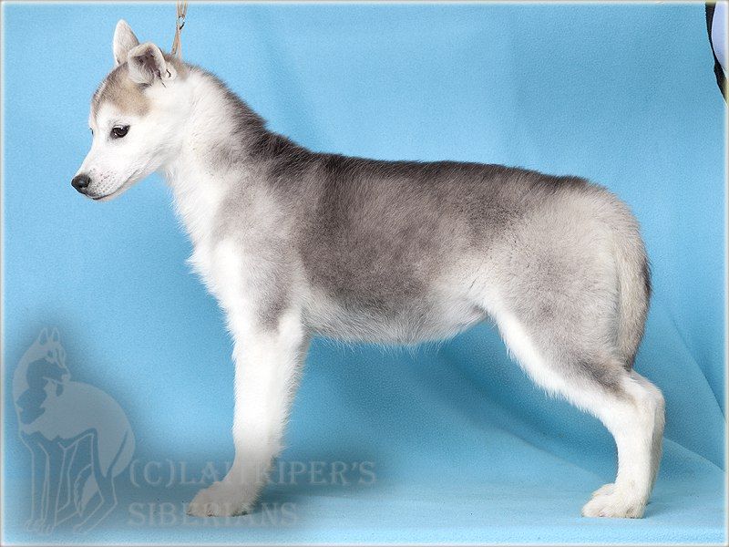 Photo of Laitkiper's Zoee of Lightpower