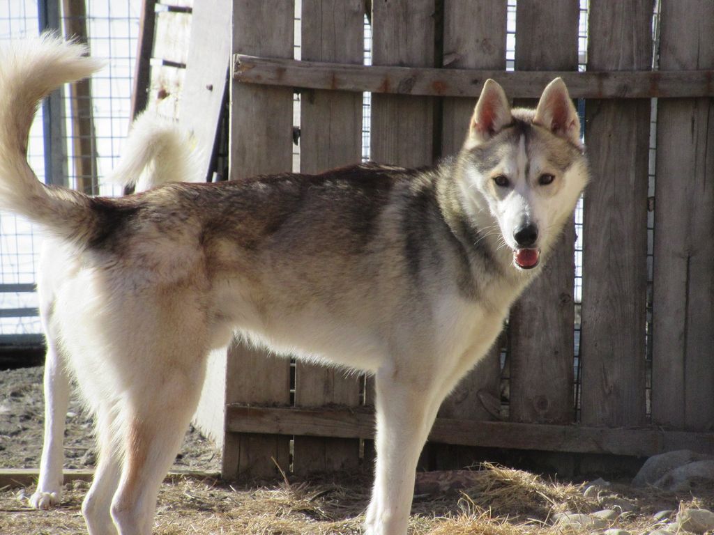 Photo of Sheza Classic Tapio
