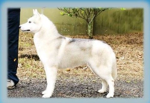 Photo of Lancelot’s vida