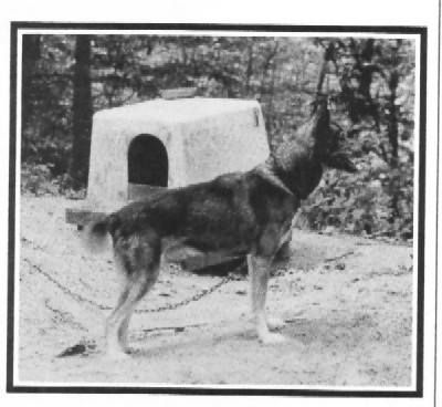 Photo of Igloo Pak’s Kaltag
