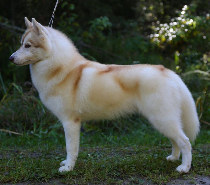Photo of Nanook’s A Mighty Wind