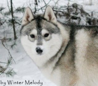 Photo of Snowmist’s Ontario Treasure