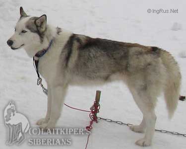 Photo of Laitkiper’s Bianka