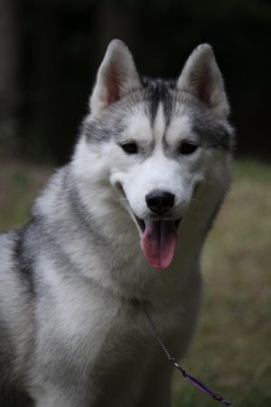 Photo of Acme of Perfection Airyn Snow