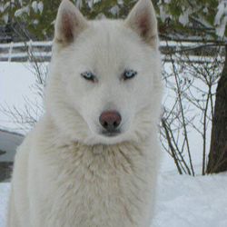 Photo of Tank The Arctic Ice Blue Polar Bear