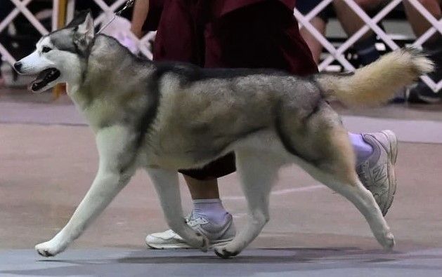 Photo of Demavand’s Amorok Pawnee