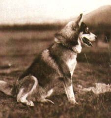 Photo of Sapsuk Of Seppala