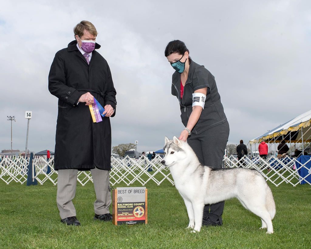 Photo of OlgiVan Show Happy Chiyo