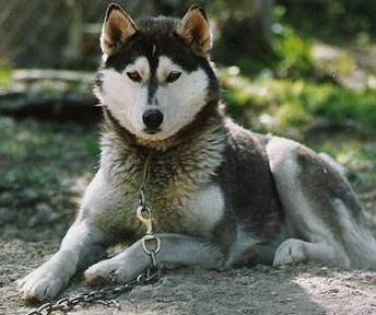 Photo of Chelyuskin’s Mila