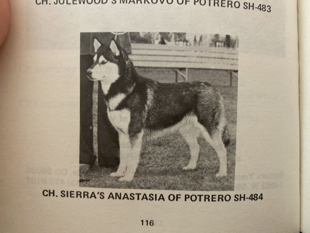 Photo of Sierra’s Anastasia Of Potrero
