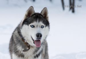 Photo of Gordost Viktorii Rus Harley