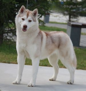 Photo of Husky Haven Italian Style