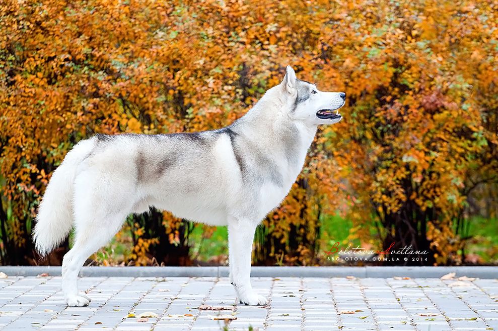 Photo of Siberian Miracle Exclusive