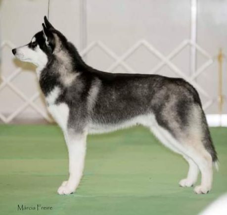 Photo of Volk Plato's Thor Odinson