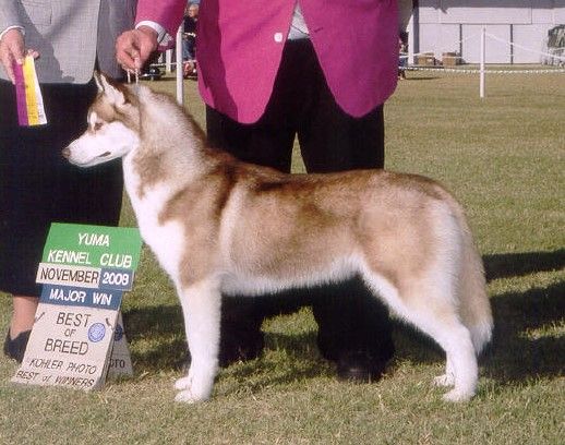 Photo of Aatuk n Alpine's Surfer Spice