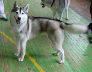 Photo of Pesnya Severa Indiga