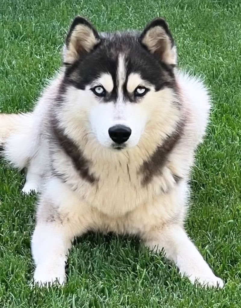 Photo of Wolf Leader All Your Love