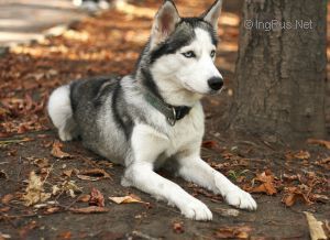 Photo of Bia The Strong Spirit
