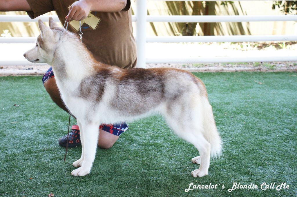 Photo of Lancelot`s Blondie Call Me