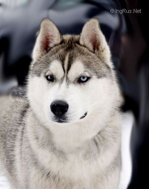Photo of Husky Haven World In His Arms