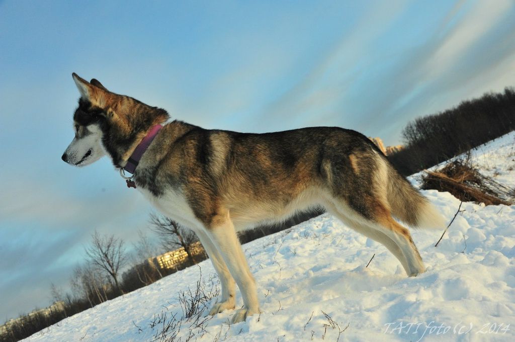 Photo of Laitkiper’s Chance For Pesnya Severa