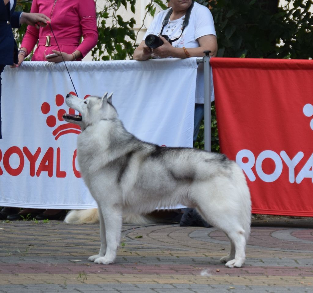 Photo of Northspring's Silver Fang