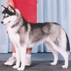 Photo of Tazoric's Hope Of LeCreme