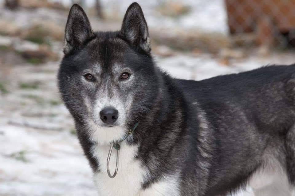Photo of Sibersong’s Storm