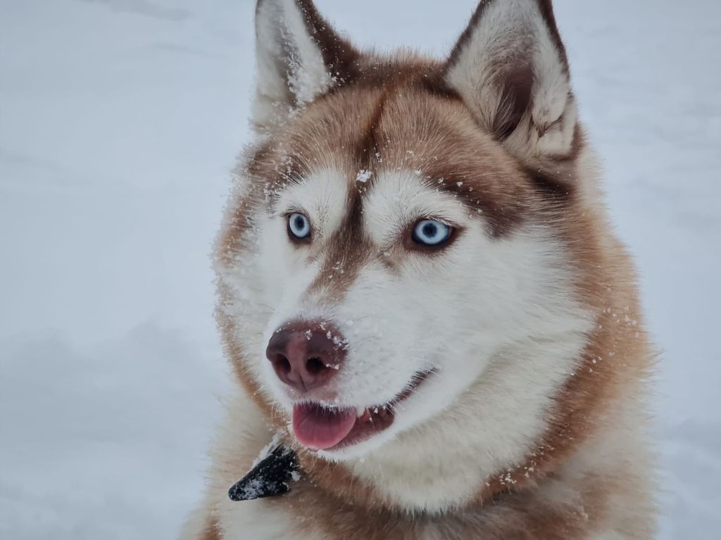 Photo of Elizabeth Chokolate Blue-Eyed