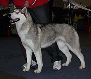 Photo of Severnoye Siyaniye Snezhnaya Koroleva